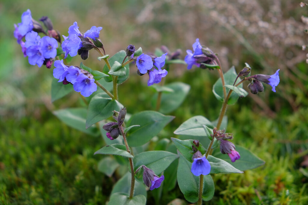 Blauw longkruid Op Aust
