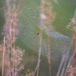Natuurbegraafplaats Twente